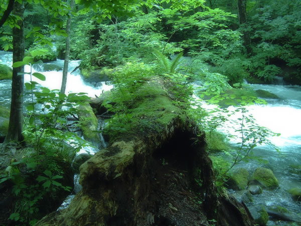 動的要素を取り入れる効果