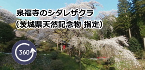 泉福寺のシダレザクラ