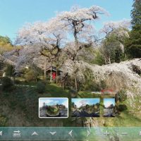 泉福寺のシダレザクラ