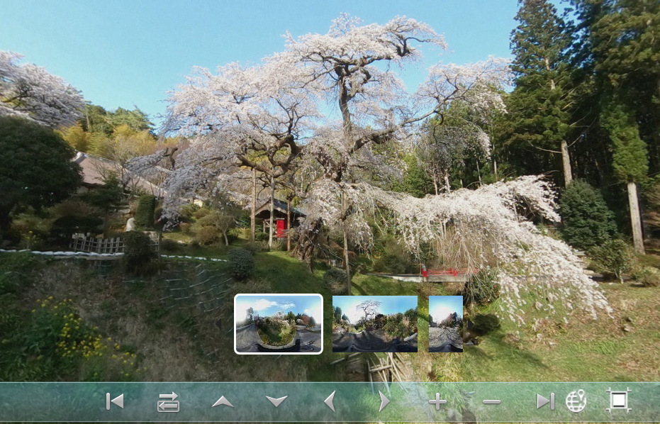 泉福寺のシダレザクラ