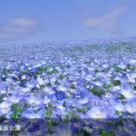 ネモフィラの丘 in 国営ひたち海浜公園